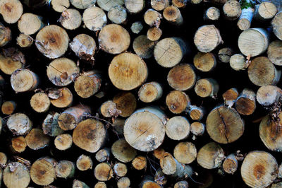 Full frame shot of logs in forest