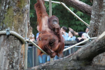 Monkey hanging on tree in zoo