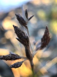 Close-up of plant