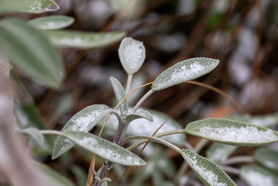 Close-up of snow on plant during winter