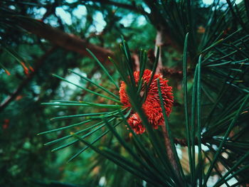 Close-up of red flower growing on tree