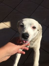 Close-up of hand touching dog