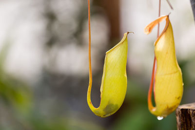 Carnivorous plants naturally in the wild.