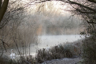 Scenic view of bare tree during winter