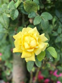 Close-up of yellow flower blooming outdoors