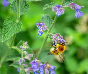 Bee pollinating on flower