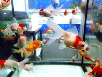 Close-up of fish swimming in aquarium