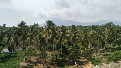 Panoramic view of palm trees on field against sky