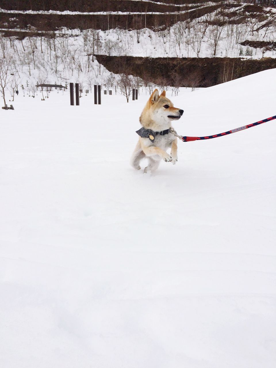 snow, winter, cold temperature, domestic animals, animal themes, season, mammal, one animal, weather, dog, white color, pets, covering, nature, field, tree, day, full length, outdoors, white