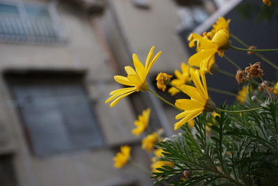 flowering plant