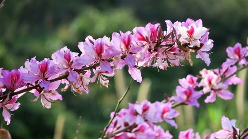 Close-up of insect on pink flowers