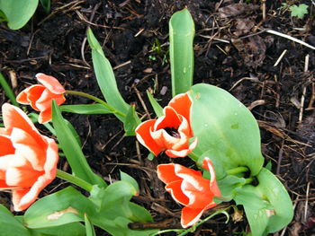 Close-up of orange flowers
