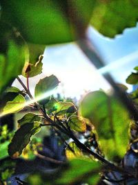 Low angle view of plants against trees