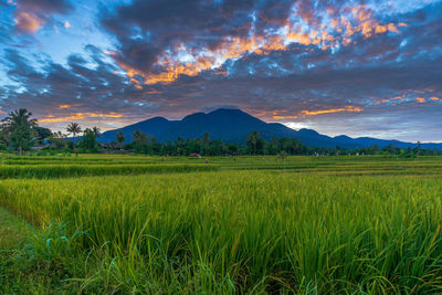 Scenic view of field against sky during sunset