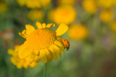 Close-up of insect on yellow flower