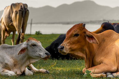 Cows on field