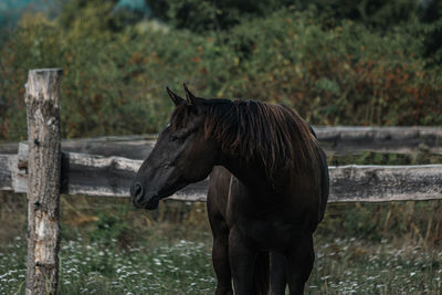 View of a horse on field