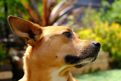 Close-up of a dog looking away