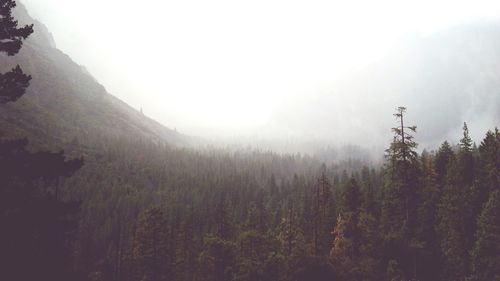 Scenic view of forest against sky