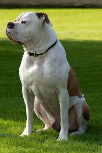 Dog looking away while sitting on grass