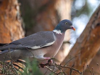 Close-up of bird perching on branch