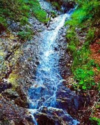 Scenic view of waterfall in forest