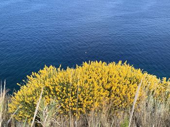 High angle view of yellow flowering plants by sea