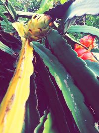 Full frame shot of flowers