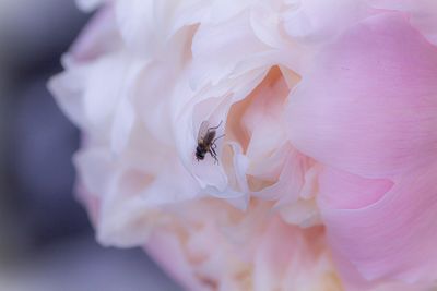 Close-up of insect on pink flower