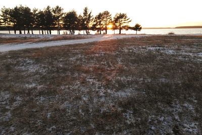 Trees on field against sky during winter