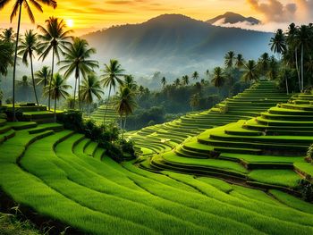 Scenic view of agricultural field against sky during sunset