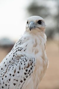 Close-up portrait of owl