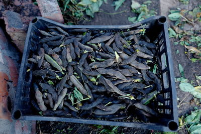 Harvesting legume pods