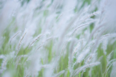 Full frame shot of crops on field