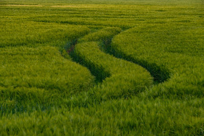 Full frame shot of agricultural field