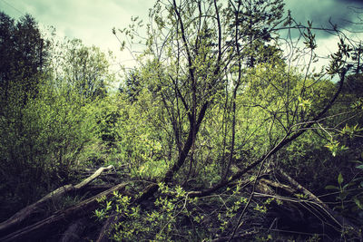 Low angle view of trees against sky