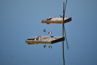 Bird perching on wooden post in lake