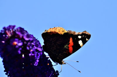 Low angle view of butterfly on flower against blue sky