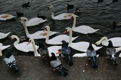 High angle view of swans swimming in lake