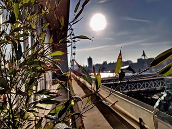 Plants by built structure against sky