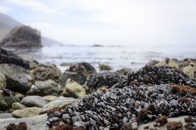 Close-up of rocks on beach