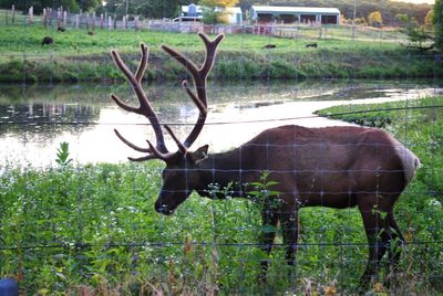 View of deer grazing on field