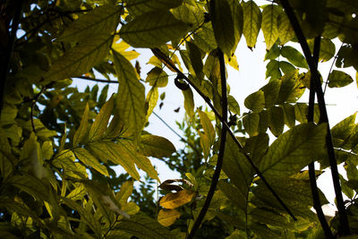 Low angle view of tree