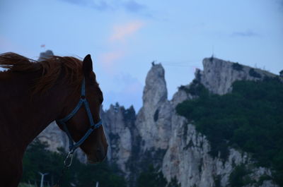 Panoramic view of a horse