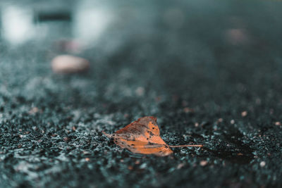 Close-up of dry leaf on street