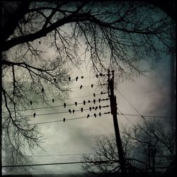 Low angle view of birds perching on bare tree