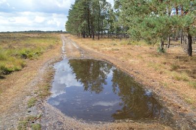 Reflection of trees in puddle on road