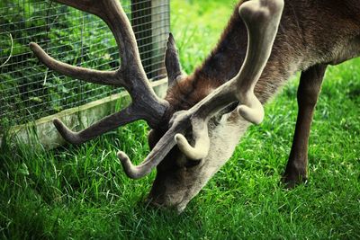 Deer in a field