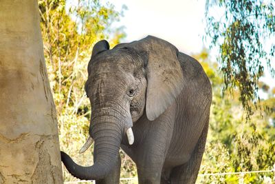 An african elephant at the san diego zoo