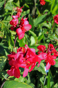 Close-up of red flowering plants in park